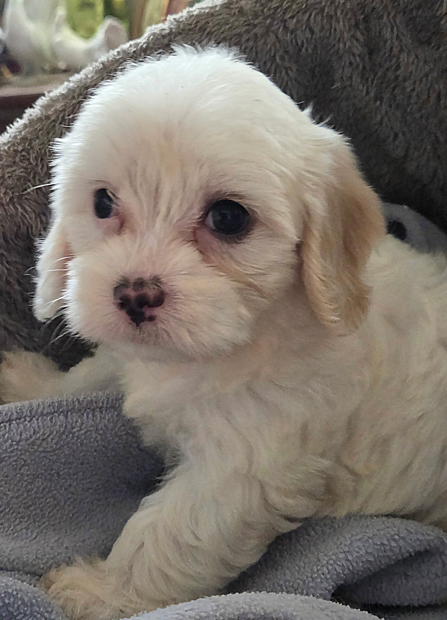 Fischer Farm Cavachons