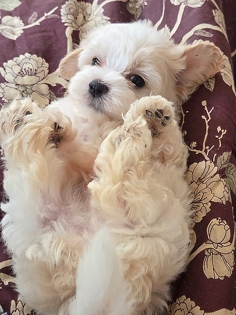 Fischer Farm Cavachons