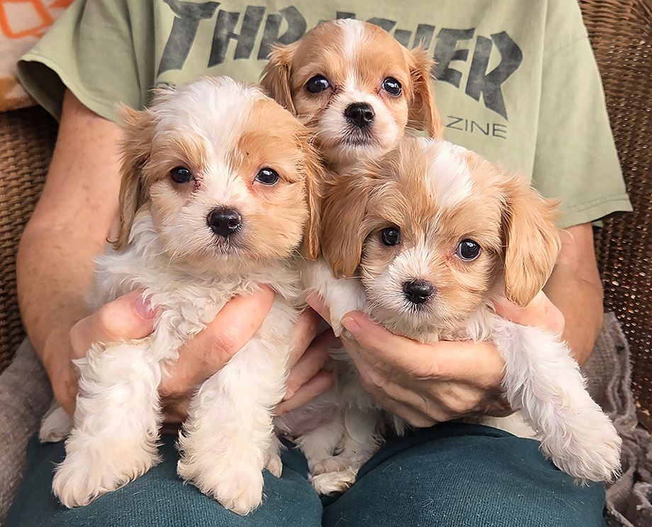 Fischer Farm Cavachons