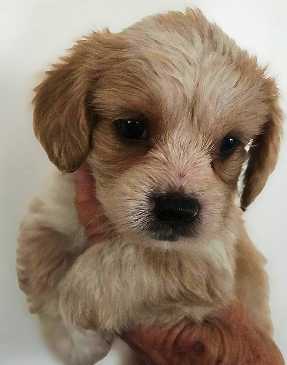 an adorable Fischer Farm Cavachon puppy
